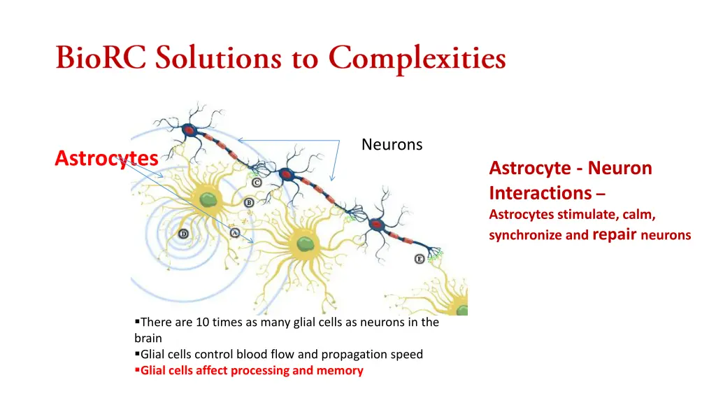 neurons