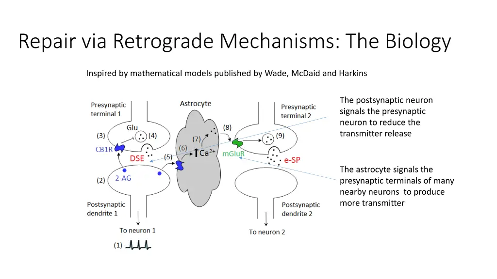 repair via retrograde mechanisms the biology