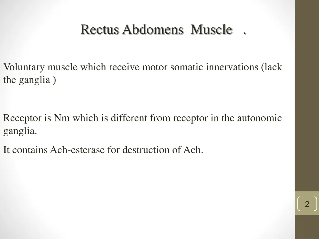 rectus abdomens muscle