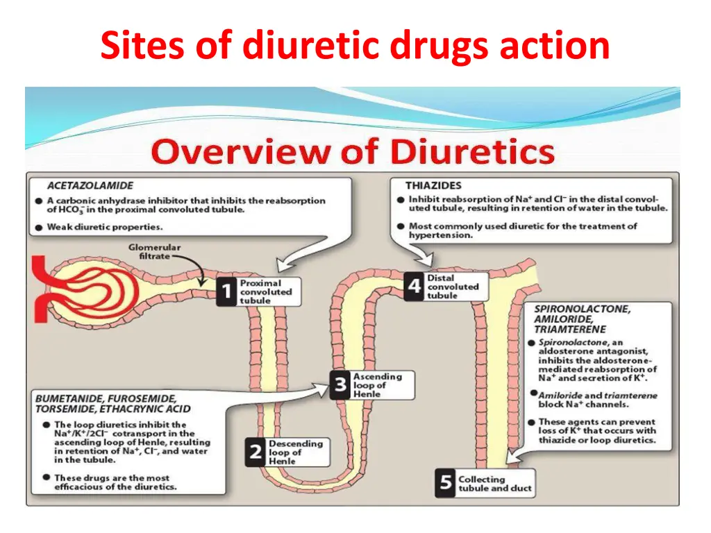sites of diuretic drugs action