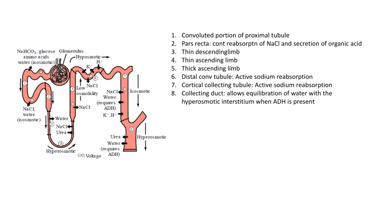 1 convoluted portion of proximal tubule 2 pars