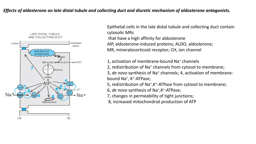 effects of aldosterone on late distal tubule
