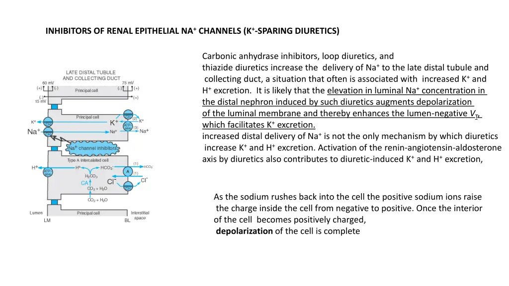 inhibitors of renal epithelial na channels