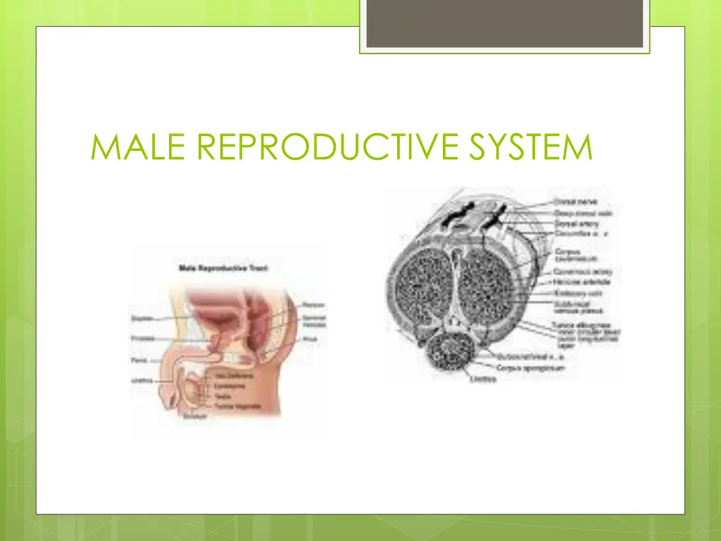 male reproductive system