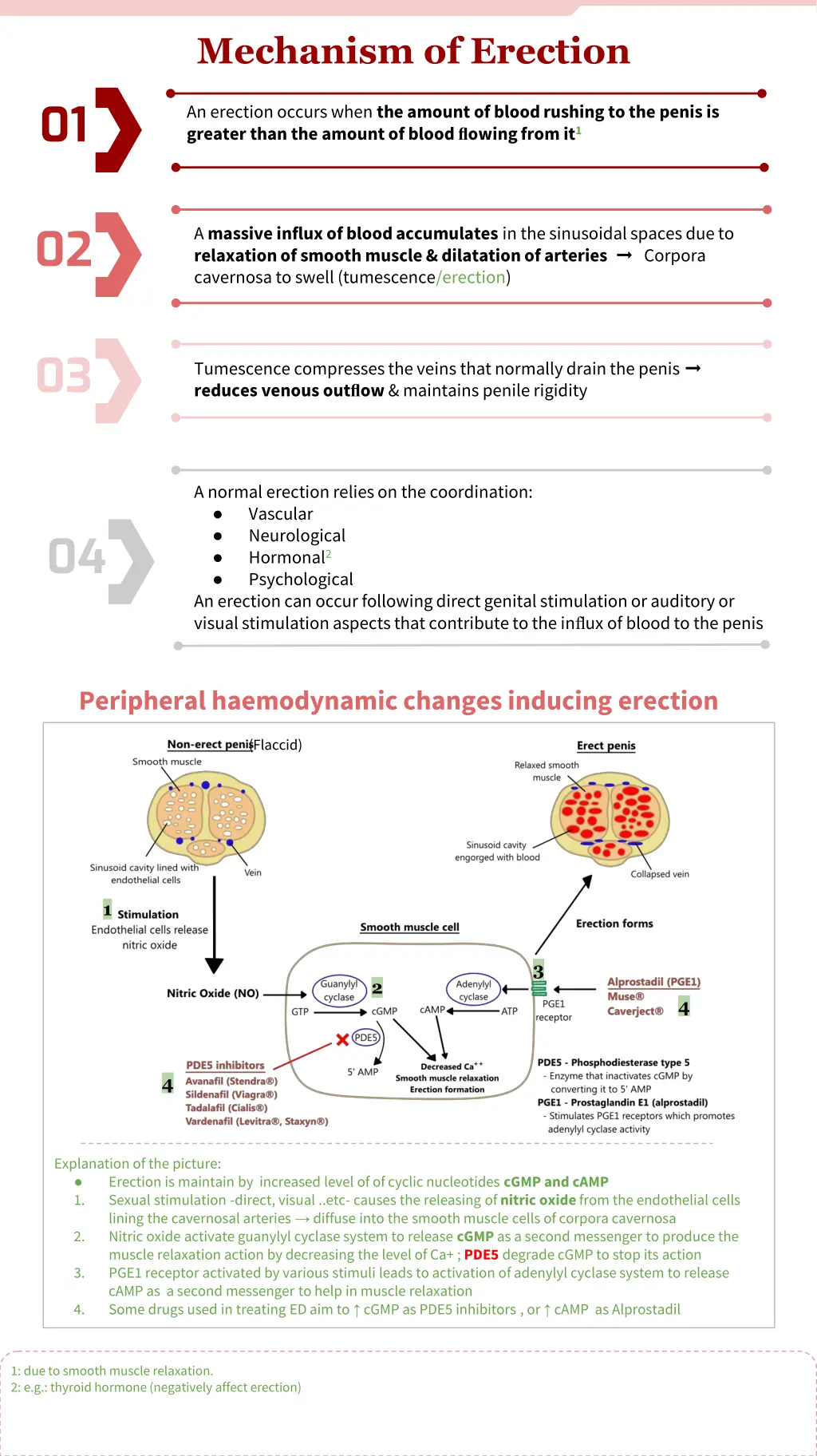 mechanism of erection