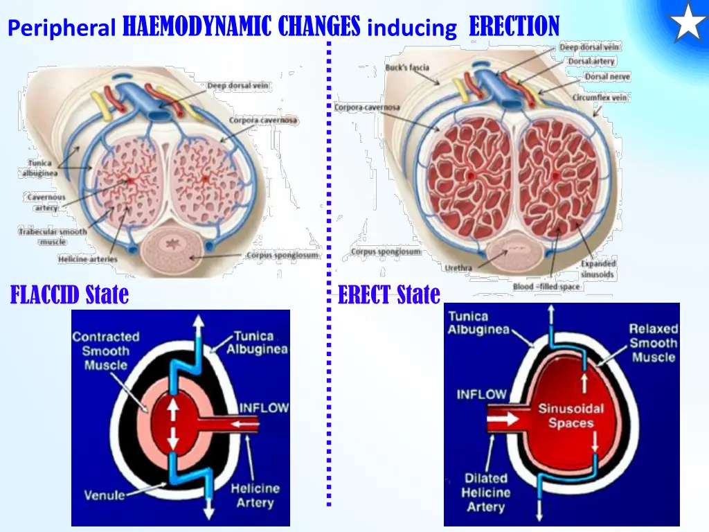 peripheral haemodynamic changes inducing erection
