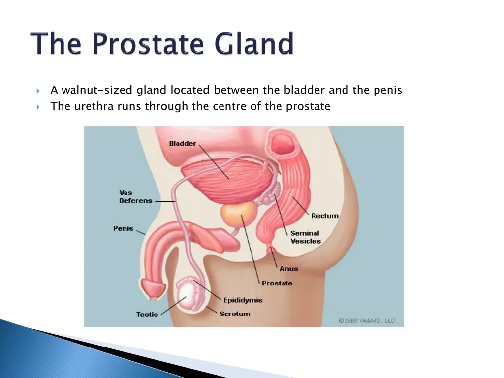 a walnut sized gland located between the bladder