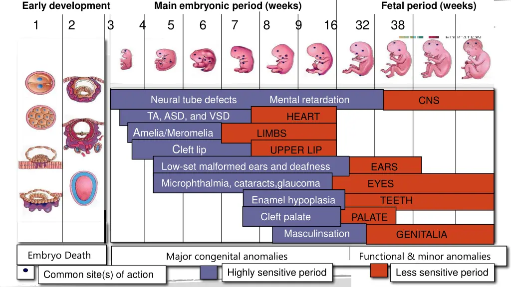 early development main embryonic period weeks