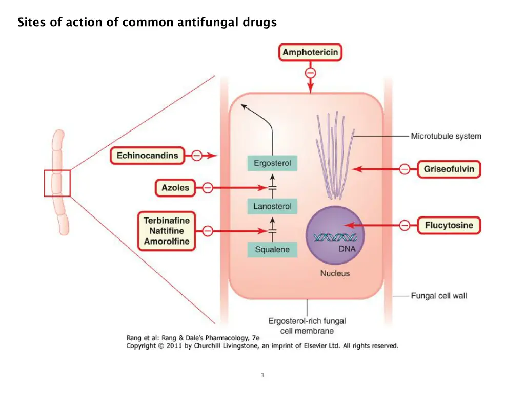 sites of action of common antifungal drugs