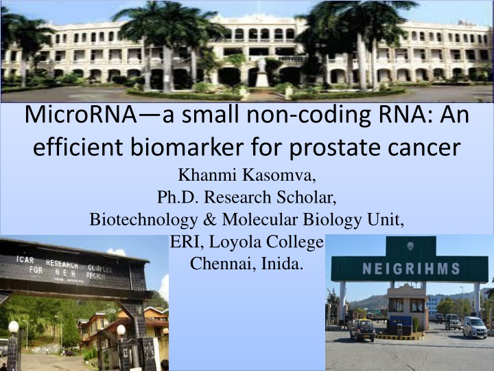 microrna a small non coding rna an efficient