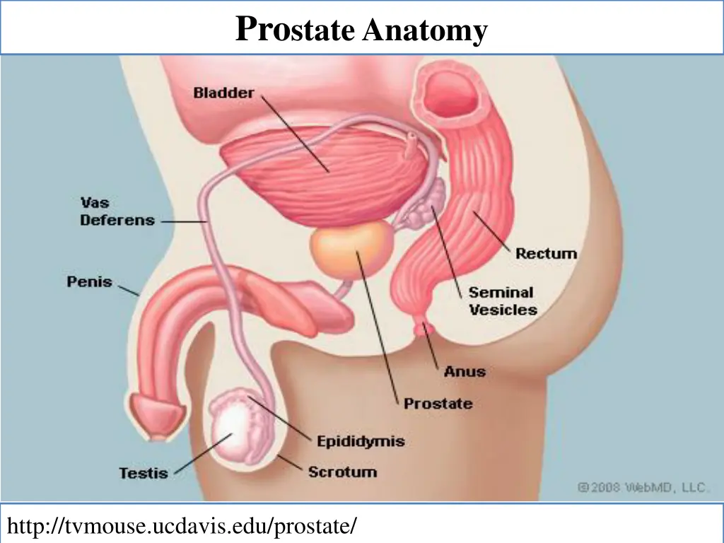 pro state anatomy