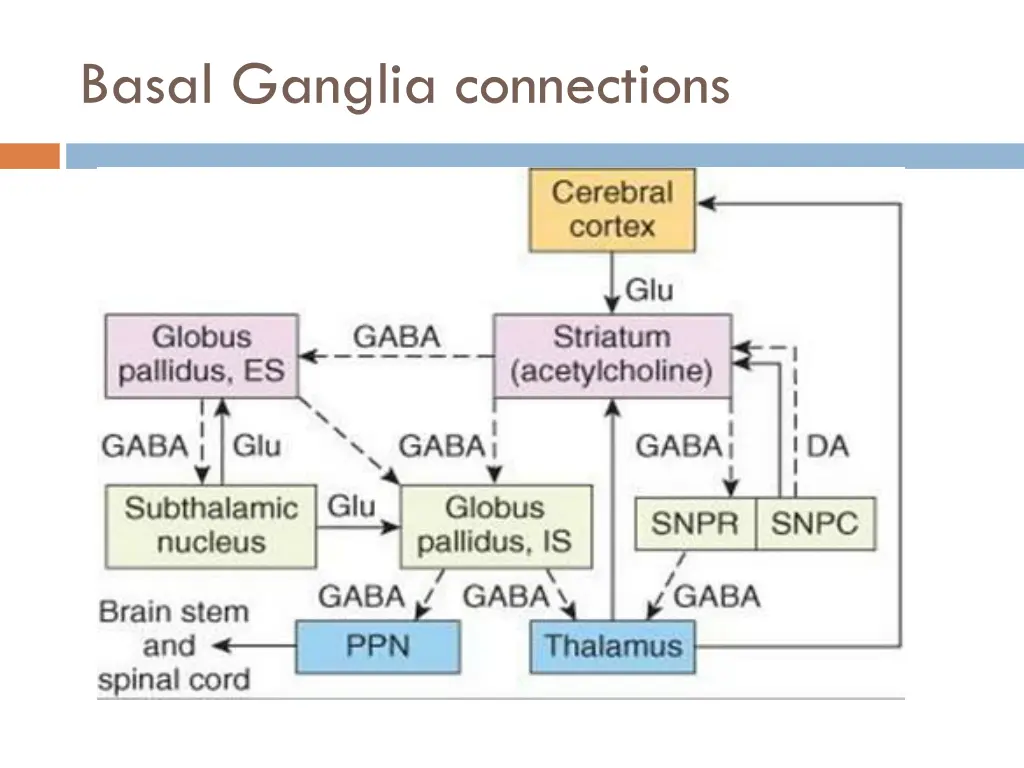 basal ganglia connections