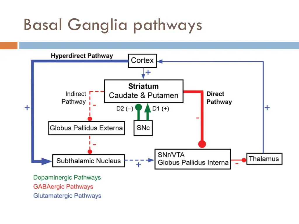 basal ganglia pathways 2