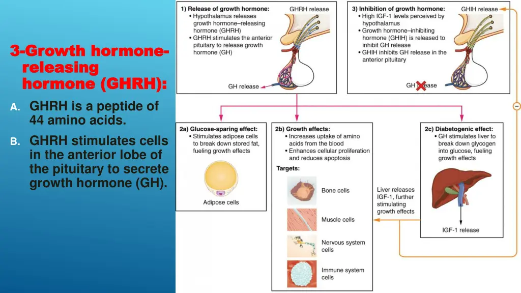3 3 growth hormone growth hormone releasing