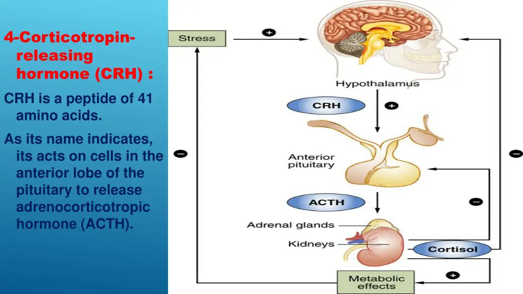 4 corticotropin releasing hormone