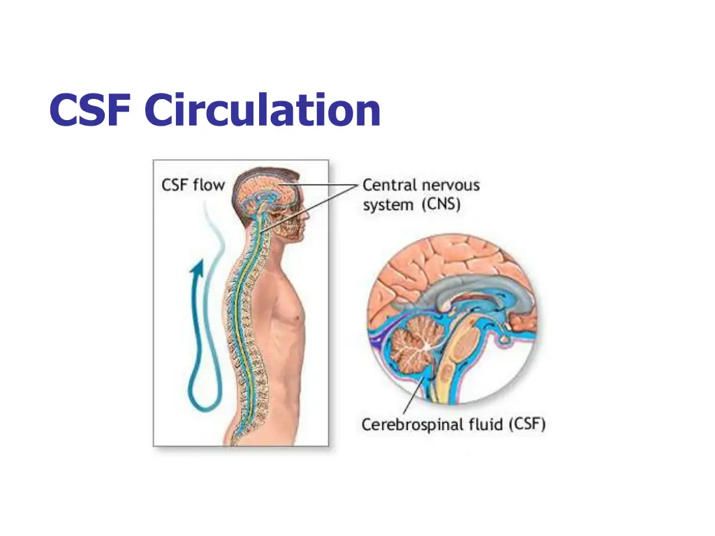 csf circulation
