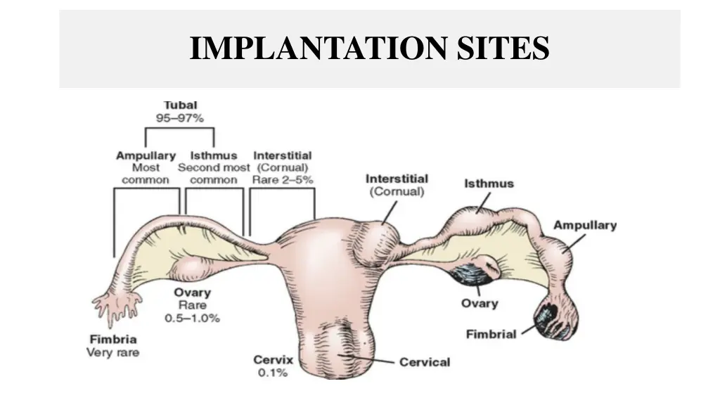 implantation sites
