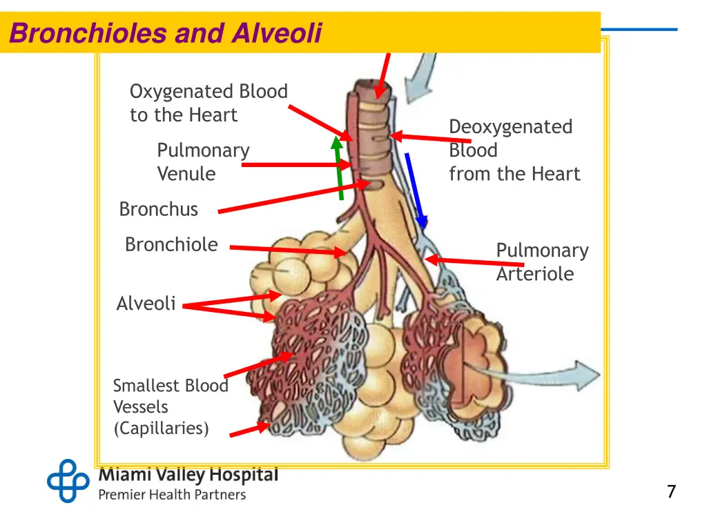 bronchioles and alveoli