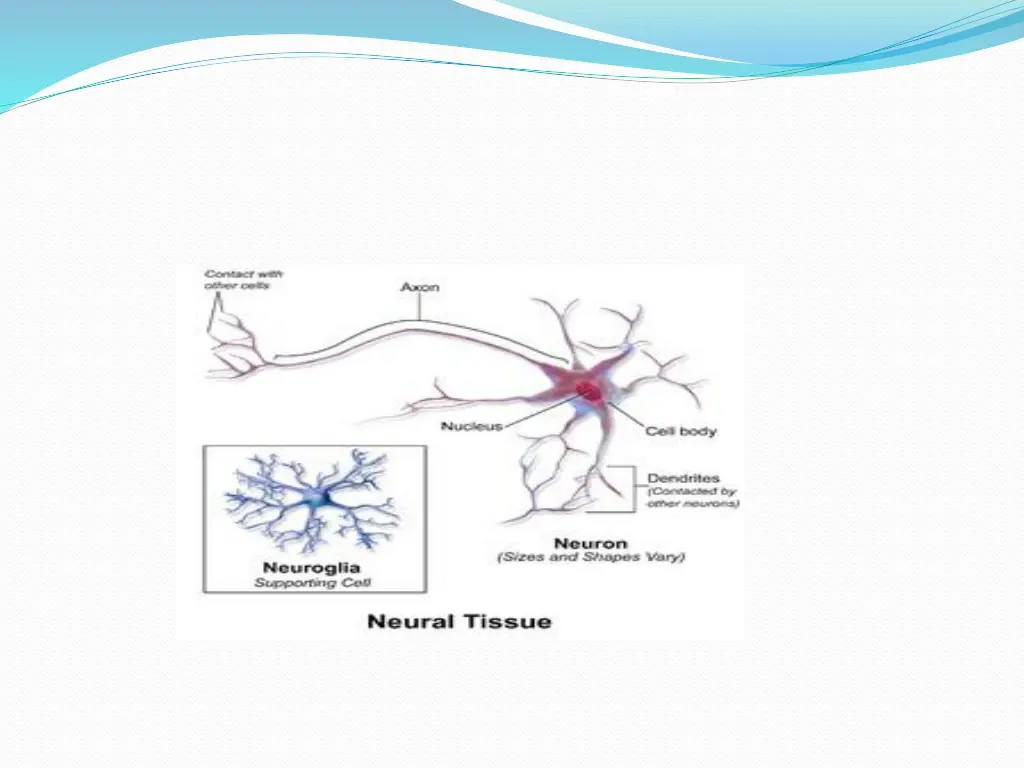 blausen 0672 neuraltissue png
