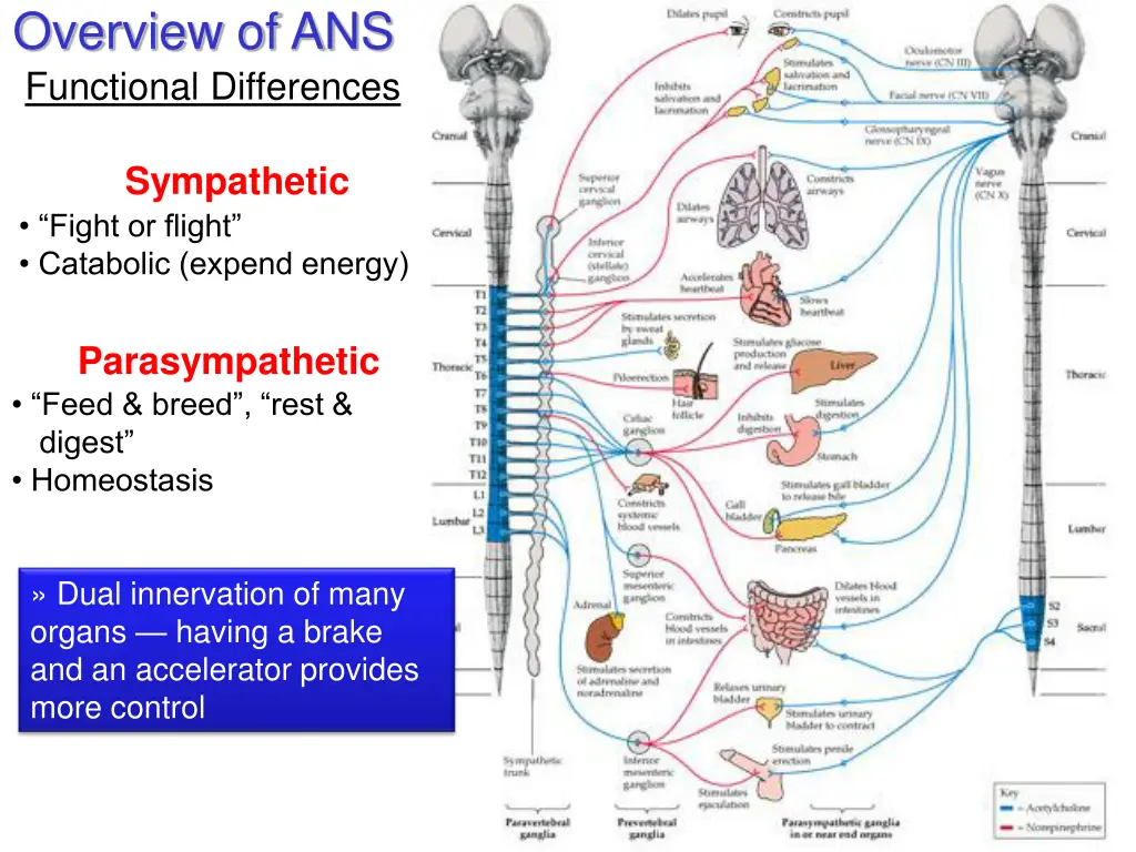 overview of ans functional differences