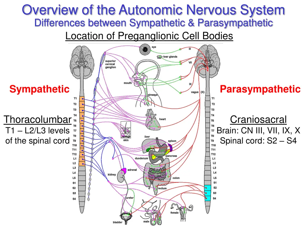 overview of the autonomic nervous system 1