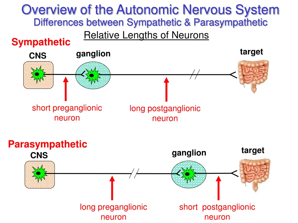 overview of the autonomic nervous system 2