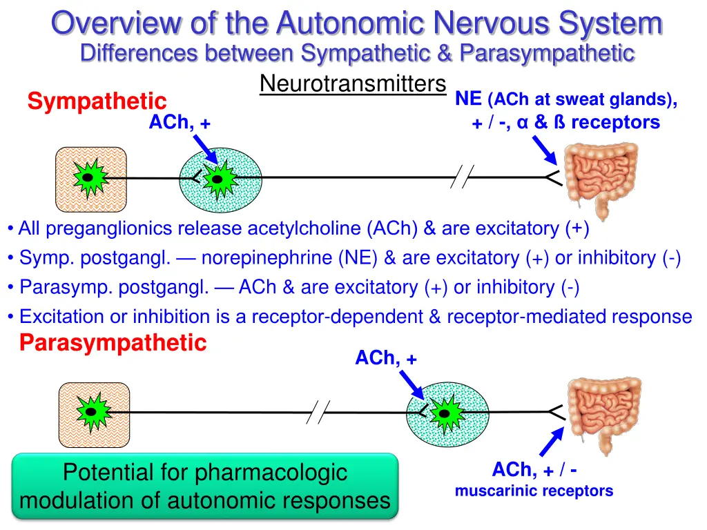 overview of the autonomic nervous system 3
