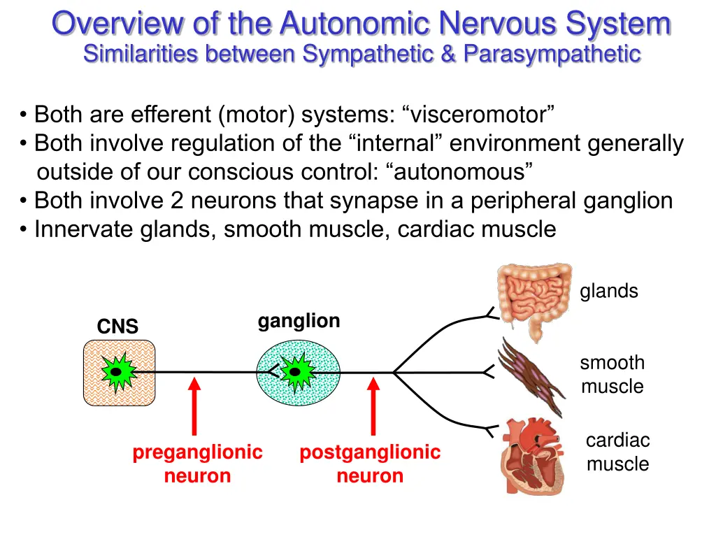 overview of the autonomic nervous system