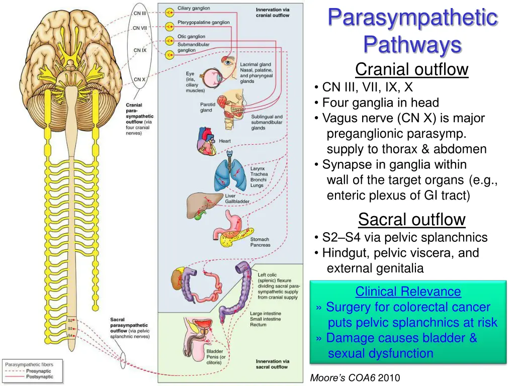 parasympathetic pathways cranial outflow