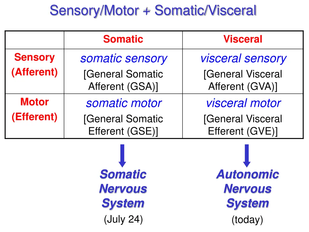 sensory motor somatic visceral