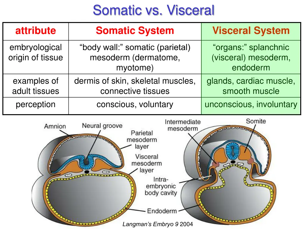 somatic vs visceral