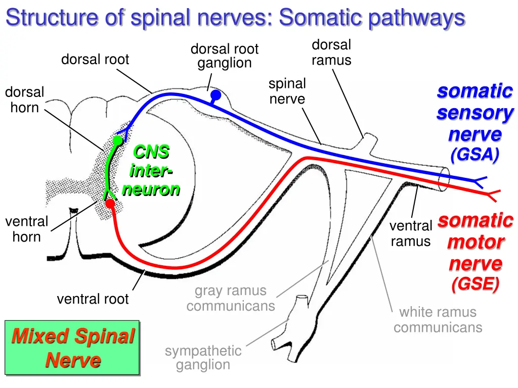 structure of spinal nerves somatic pathways