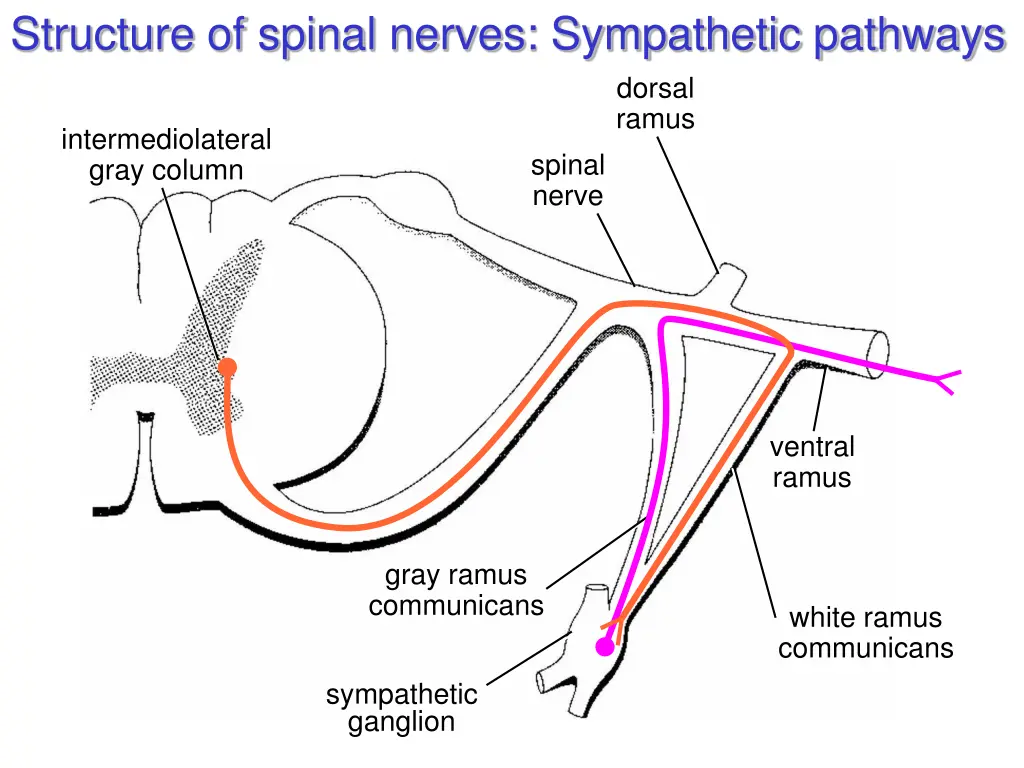 structure of spinal nerves sympathetic pathways