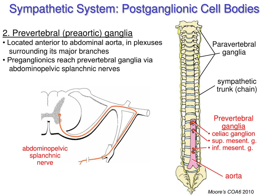 sympathetic system postganglionic cell bodies 1