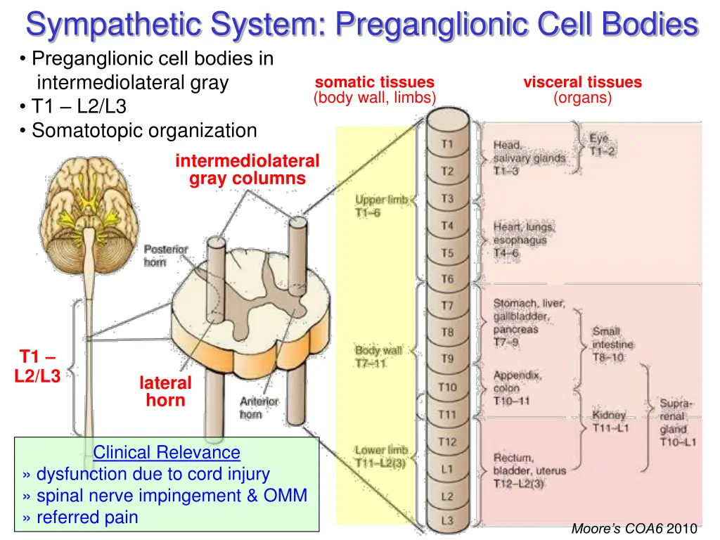 sympathetic system preganglionic cell bodies
