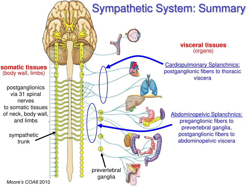 sympathetic system summary