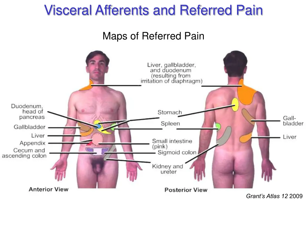 visceral afferents and referred pain 2