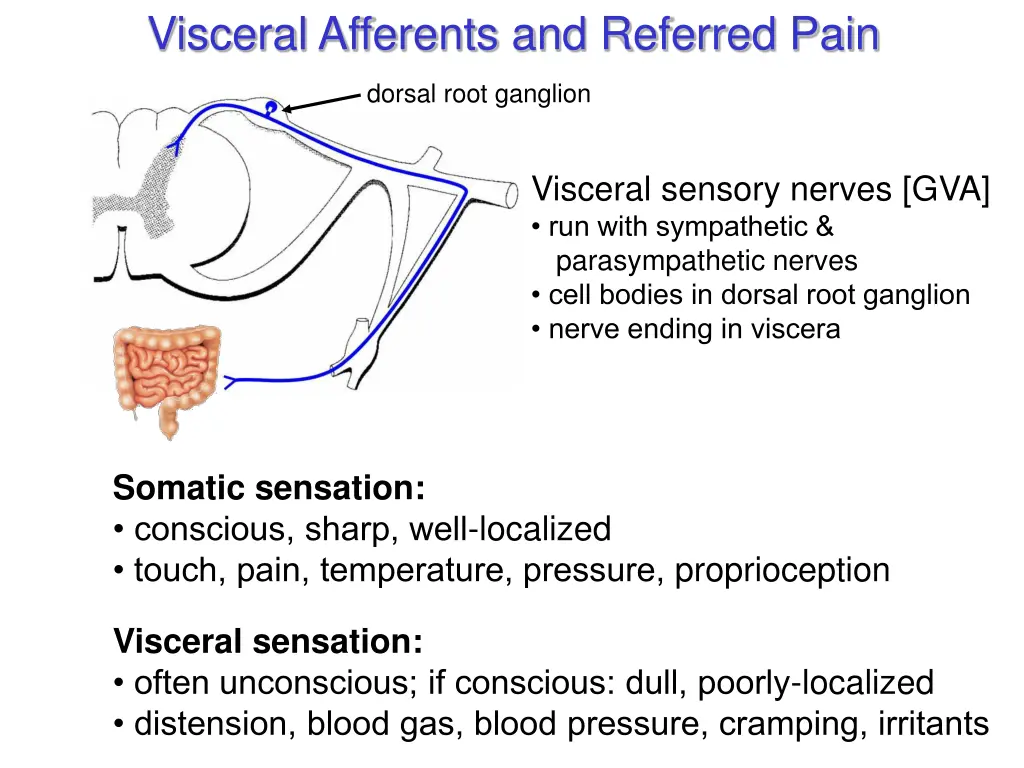 visceral afferents and referred pain