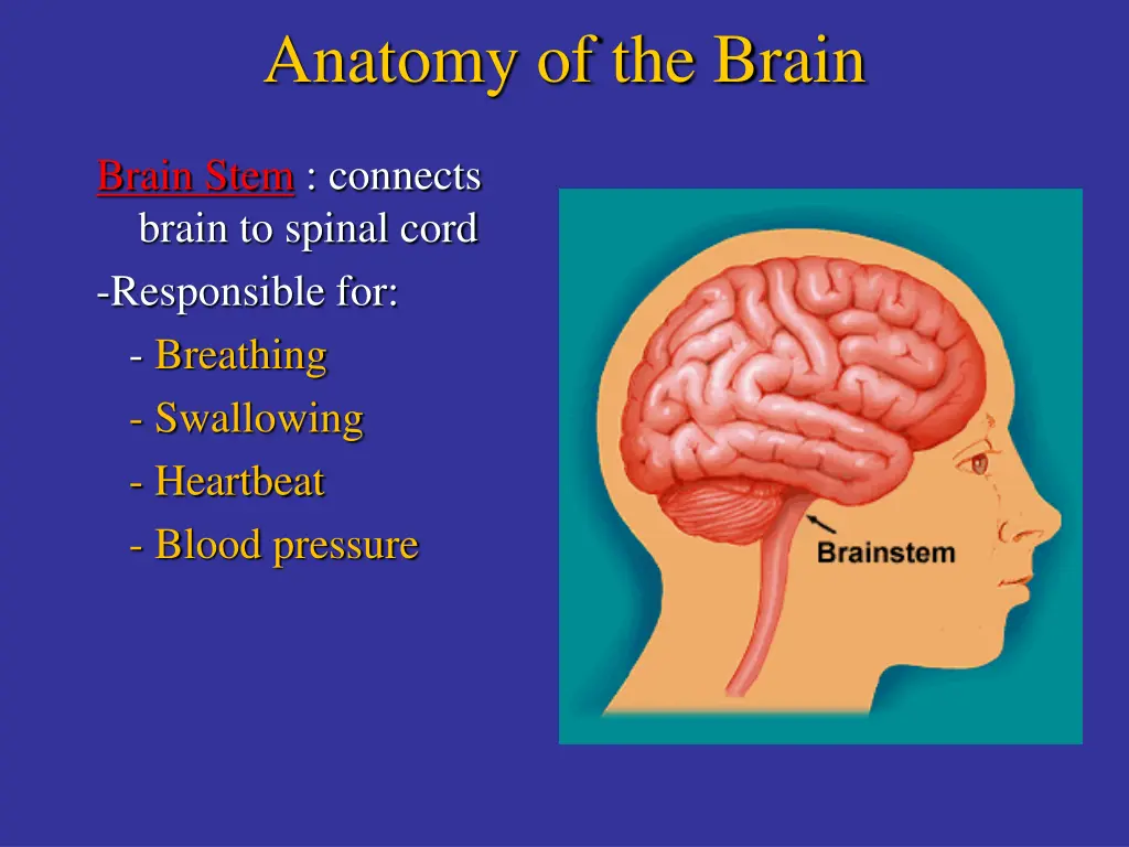 anatomy of the brain