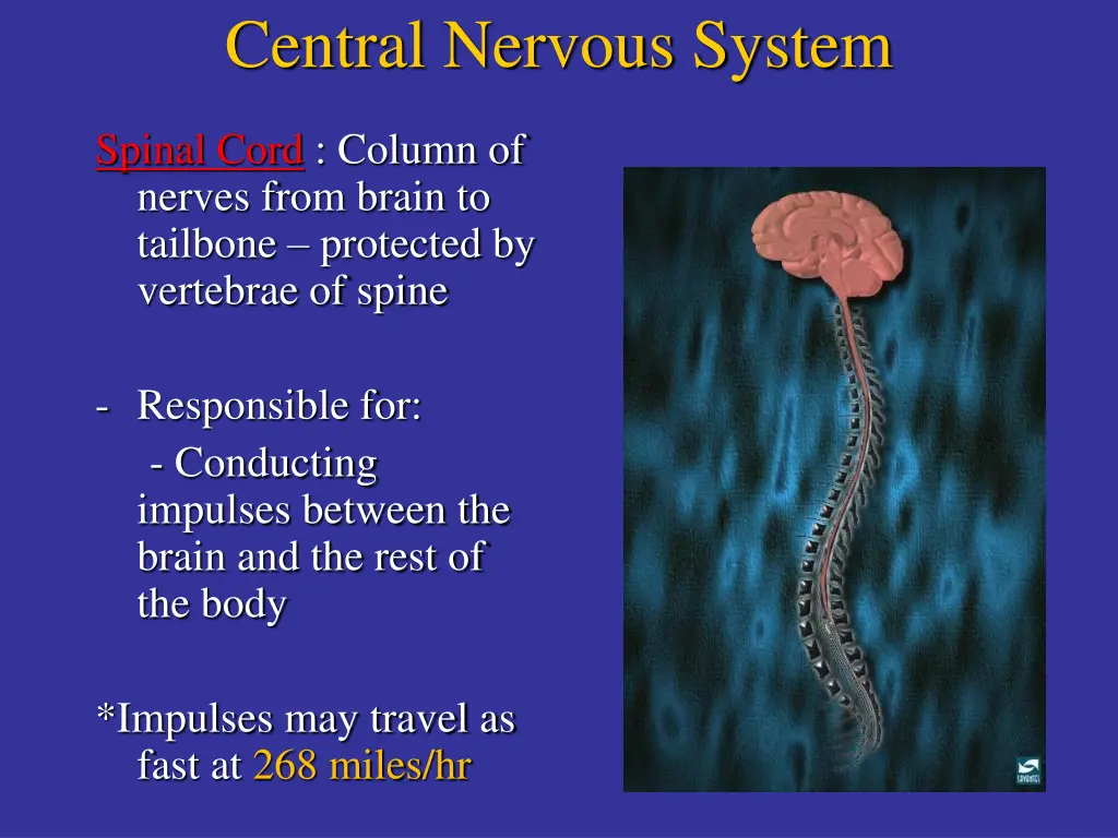 central nervous system 1