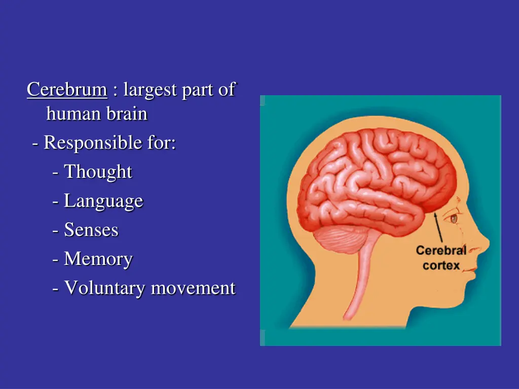 cerebrum largest part of human brain responsible