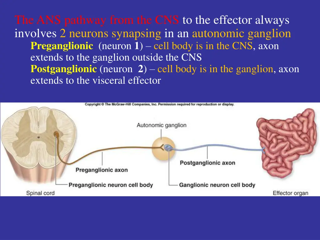 the ans pathway from the cns to the effector