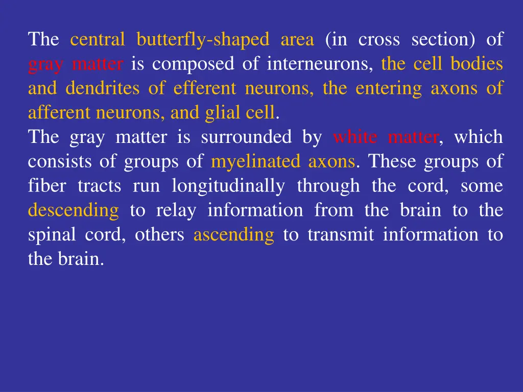 the central butterfly shaped area in cross