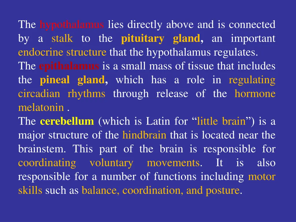 the hypothalamus lies directly above