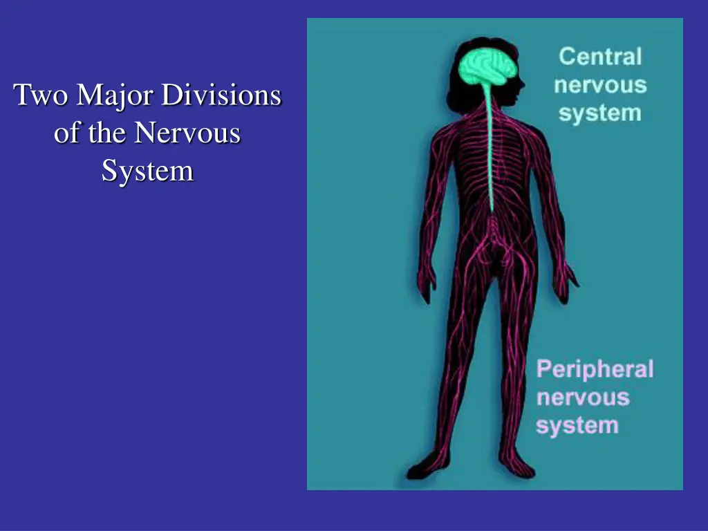 two major divisions of the nervous system