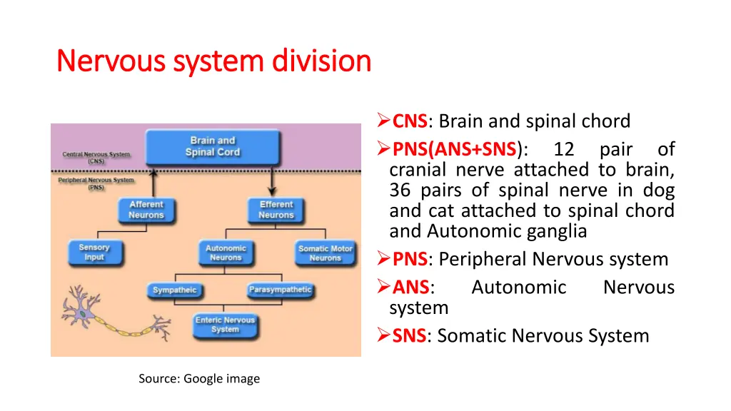 nervous system division nervous system division