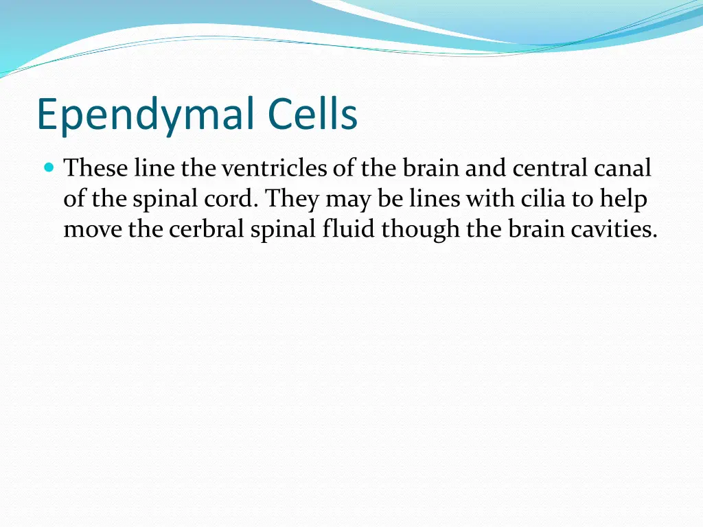 ependymal cells