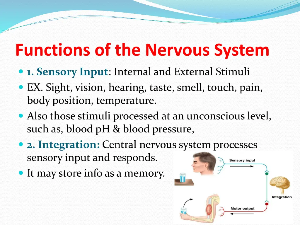functions of the nervous system