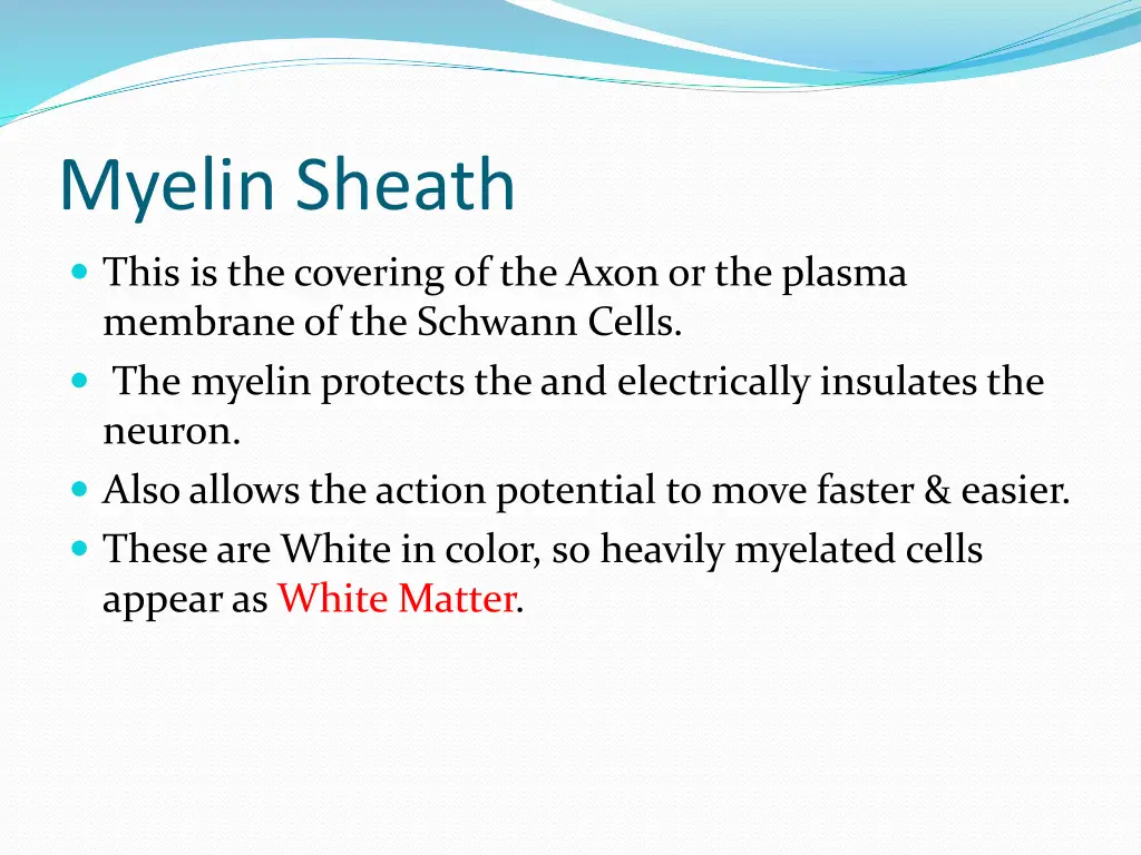 myelin sheath