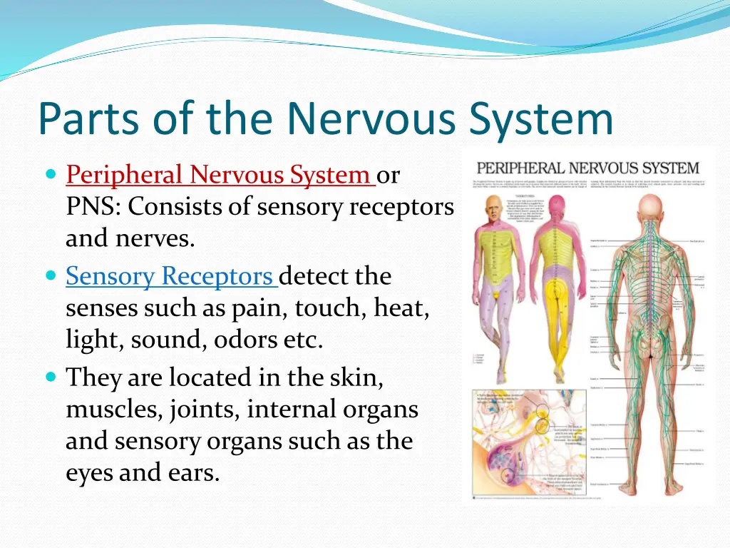 parts of the nervous system 1